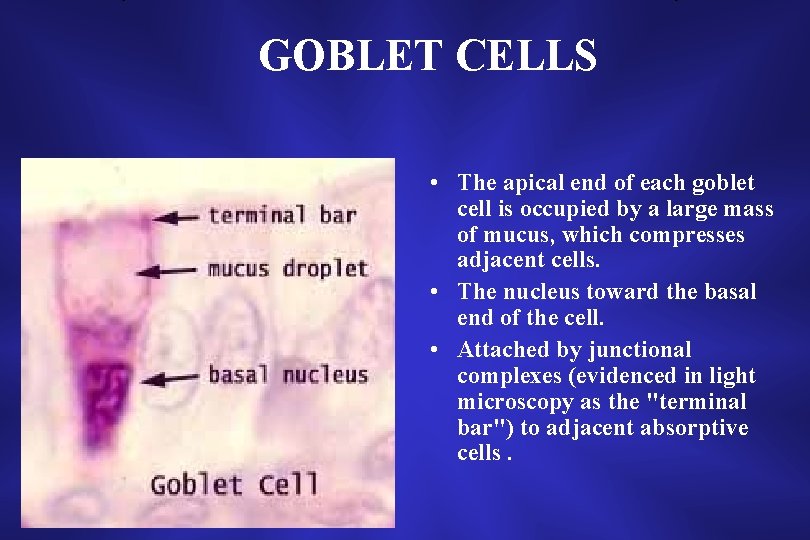 GOBLET CELLS • The apical end of each goblet cell is occupied by a