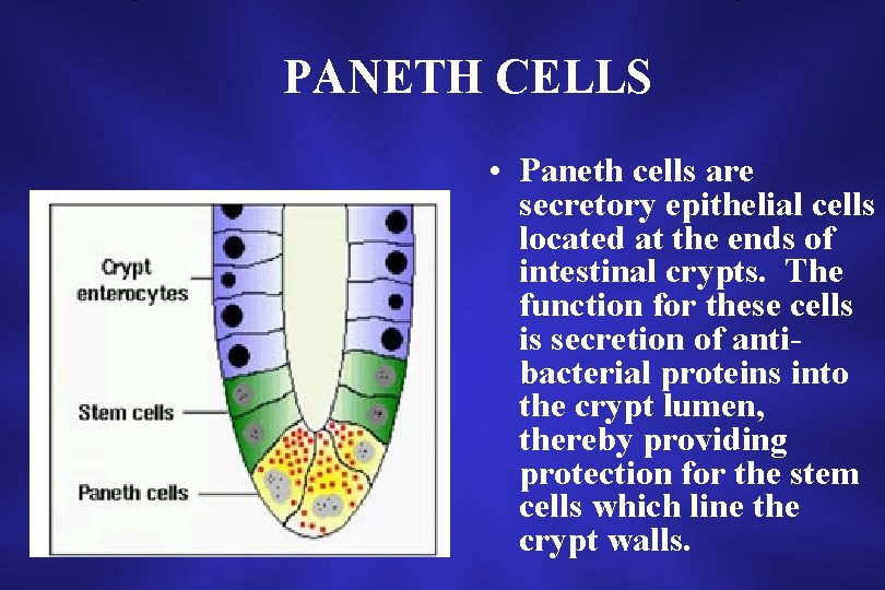 PANETH CELLS • Paneth cells are secretory epithelial cells located at the ends of