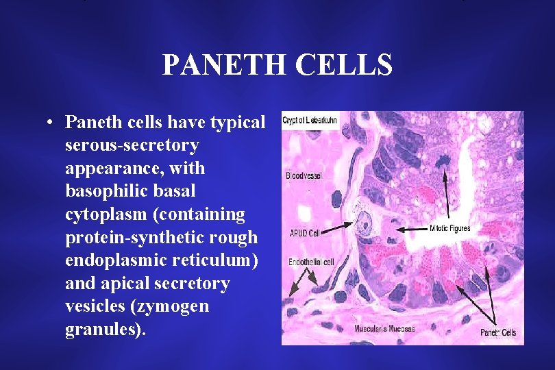 PANETH CELLS • Paneth cells have typical serous-secretory appearance, with basophilic basal cytoplasm (containing