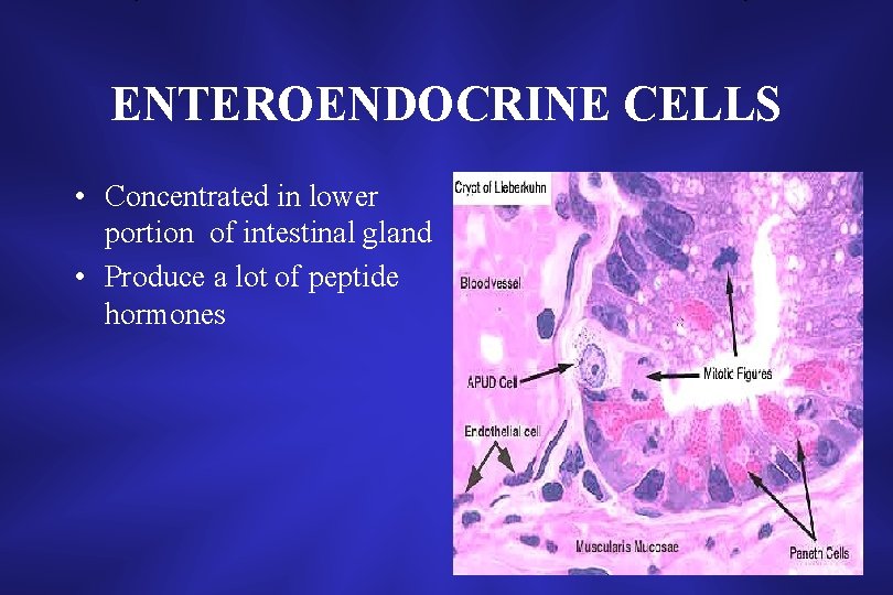 ENTEROENDOCRINE CELLS • Concentrated in lower portion of intestinal gland • Produce a lot