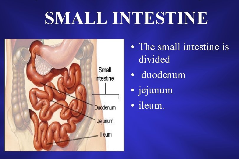 SMALL INTESTINE • The small intestine is divided • duodenum • jejunum • ileum.