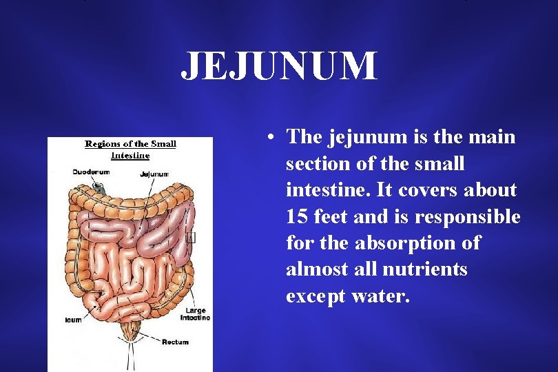 JEJUNUM • The jejunum is the main section of the small intestine. It covers