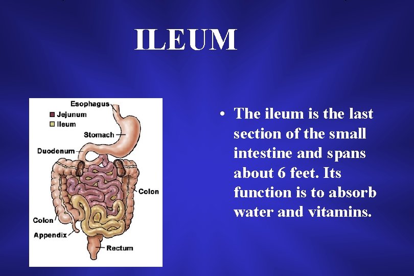 ILEUM • The ileum is the last section of the small intestine and spans