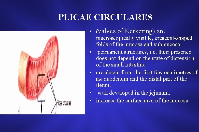 PLICAE CIRCULARES • (valves of Kerkering) are macroscopically visible, crescent-shaped folds of the mucosa