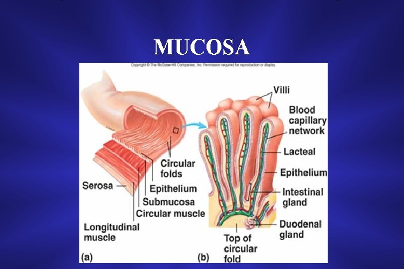 MUCOSA 