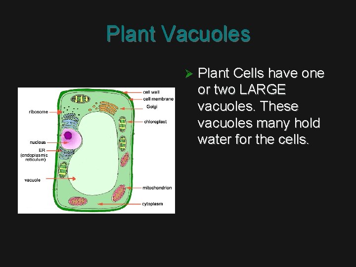 Plant Vacuoles Ø Plant Cells have one or two LARGE vacuoles. These vacuoles many