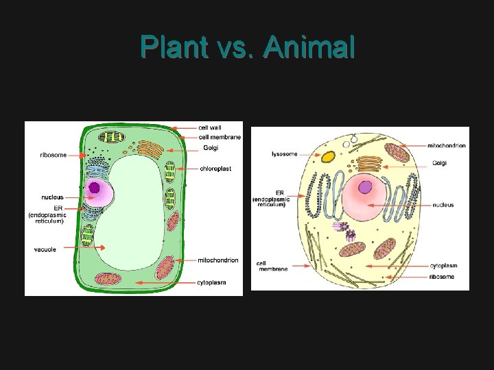 Plant vs. Animal 