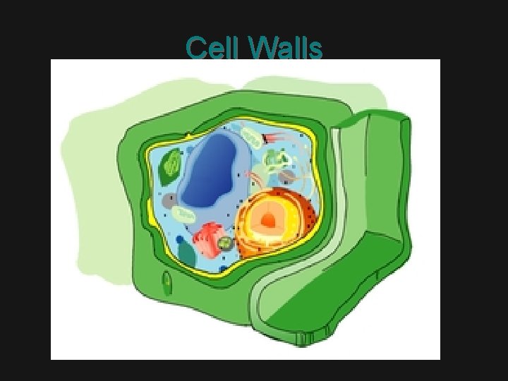 Cell Walls 