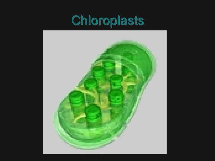 Chloroplasts 