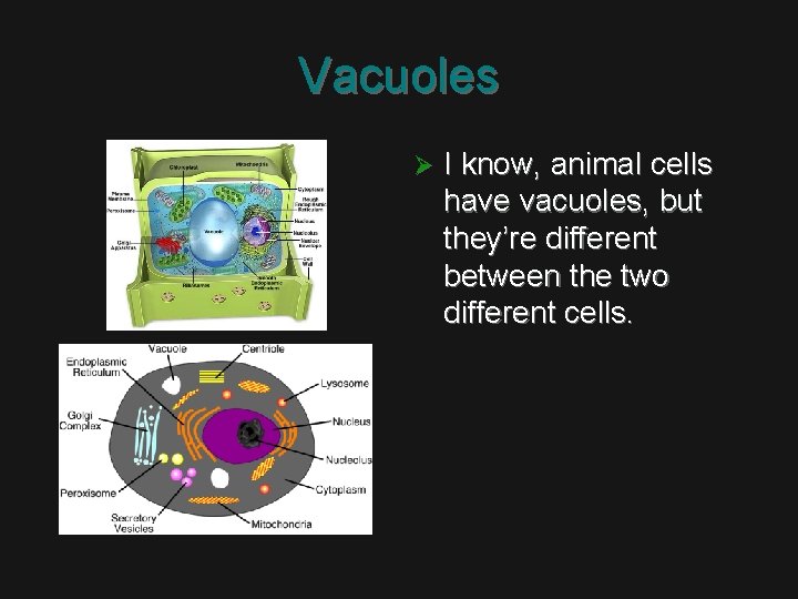 Vacuoles Ø I know, animal cells have vacuoles, but they’re different between the two