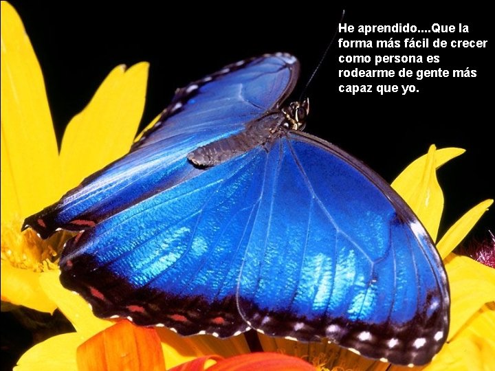 He aprendido. . Que la forma más fácil de crecer como persona es rodearme