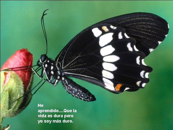 He aprendido. . Que la vida es dura pero yo soy más duro. 