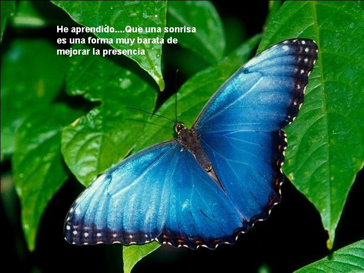 He aprendido. . Que una sonrisa es una forma muy barata de mejorar la