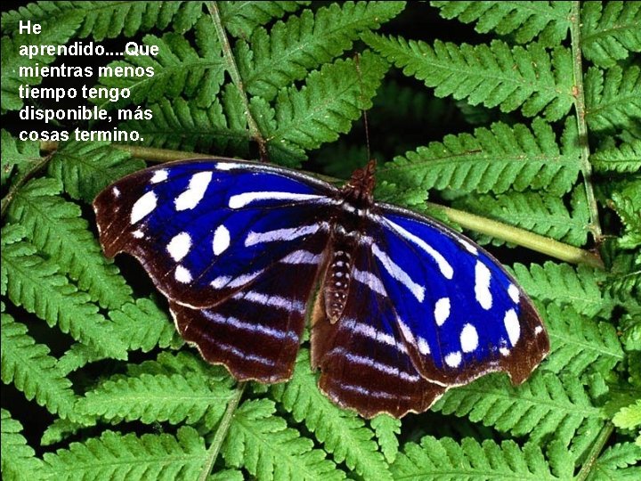 He aprendido. . Que mientras menos tiempo tengo disponible, más cosas termino. 