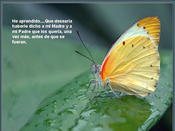 He aprendido. . Que desearía haberle dicho a mi Madre y a mi Padre