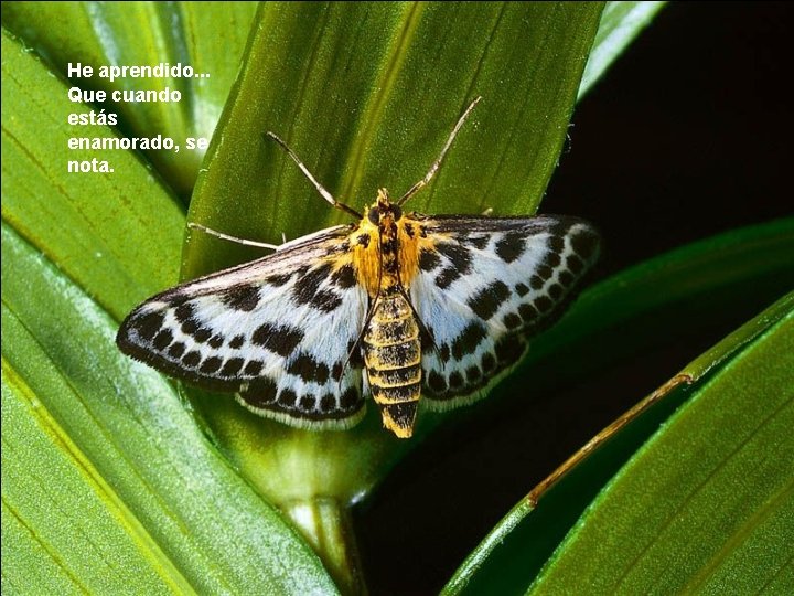 He aprendido. . . Que cuando estás enamorado, se nota. 