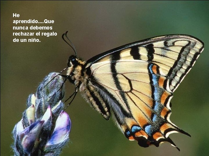 He aprendido. . Que nunca debemos rechazar el regalo de un niño. 