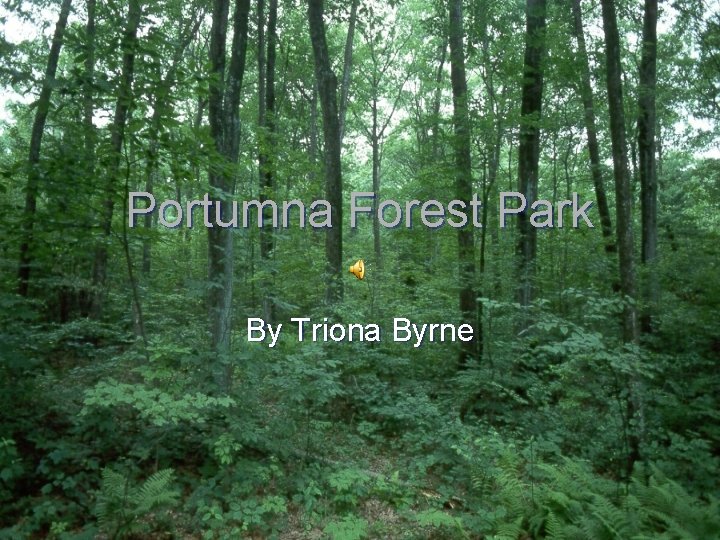 Portumna Forest Park By Triona Byrne 