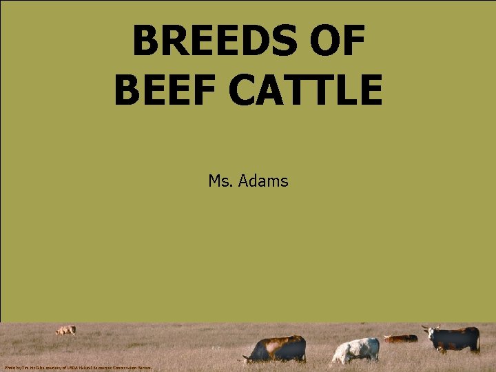 BREEDS OF BEEF CATTLE Ms. Adams Photo by Tim Mc. Cabe courtesy of USDA