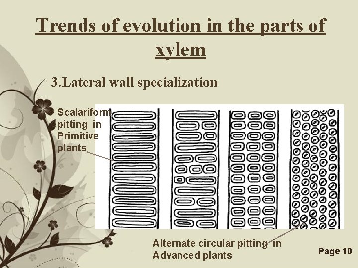 Trends of evolution in the parts of xylem 3. Lateral wall specialization Scalariform pitting