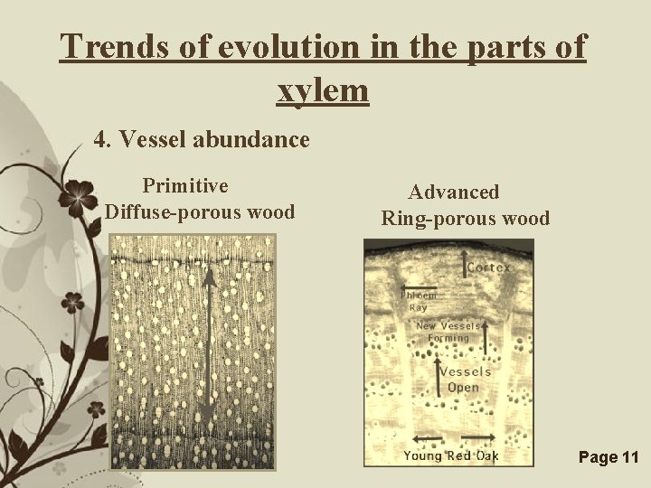 Trends of evolution in the parts of xylem 4. Vessel abundance Primitive Diffuse-porous wood