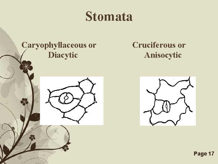 Stomata Caryophyllaceous or Diacytic Cruciferous or Anisocytic Free Powerpoint Templates Page 17 