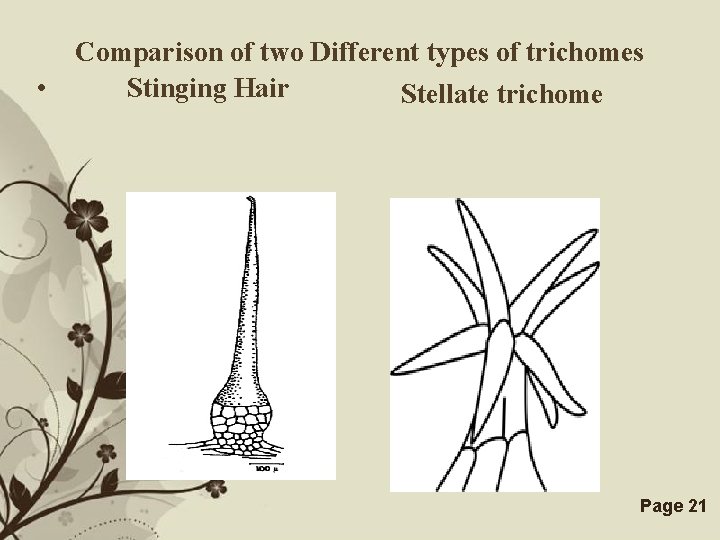  • Comparison of two Different types of trichomes Stinging Hair Stellate trichome Free