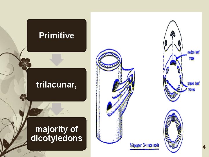 Primitive trilacunar, majority of dicotyledons Free Powerpoint Templates Page 24 