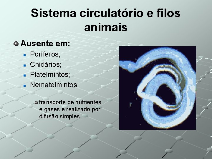 Sistema circulatório e filos animais Ausente em: n n Poríferos; Cnidários; Platelmintos; Nematelmintos; transporte