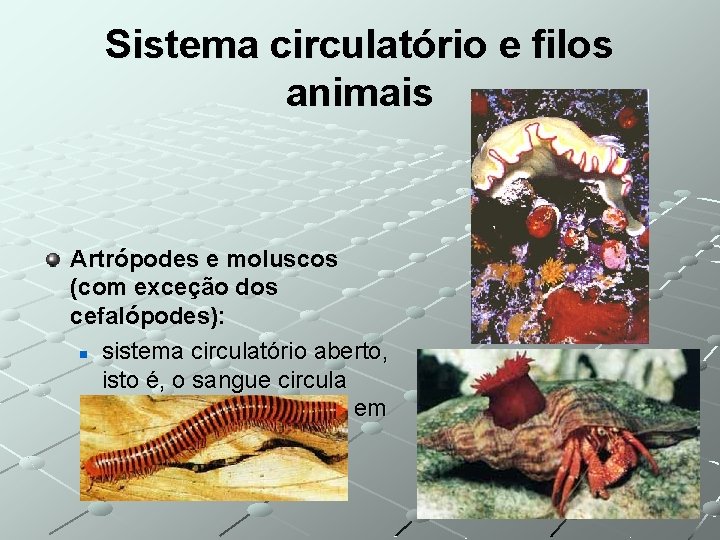 Sistema circulatório e filos animais Artrópodes e moluscos (com exceção dos cefalópodes): n sistema