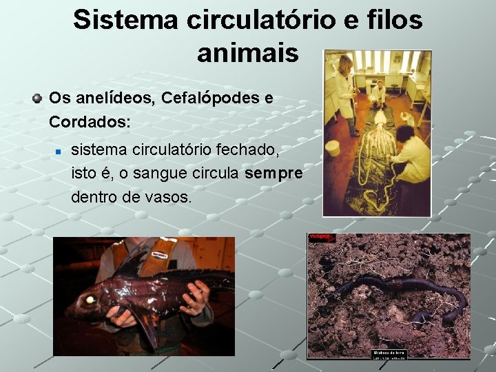 Sistema circulatório e filos animais Os anelídeos, Cefalópodes e Cordados: n sistema circulatório fechado,