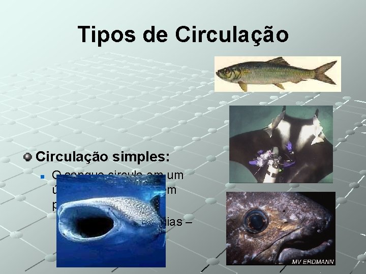 Tipos de Circulação simples: n O sangue circula em um único ciclo – ocorre