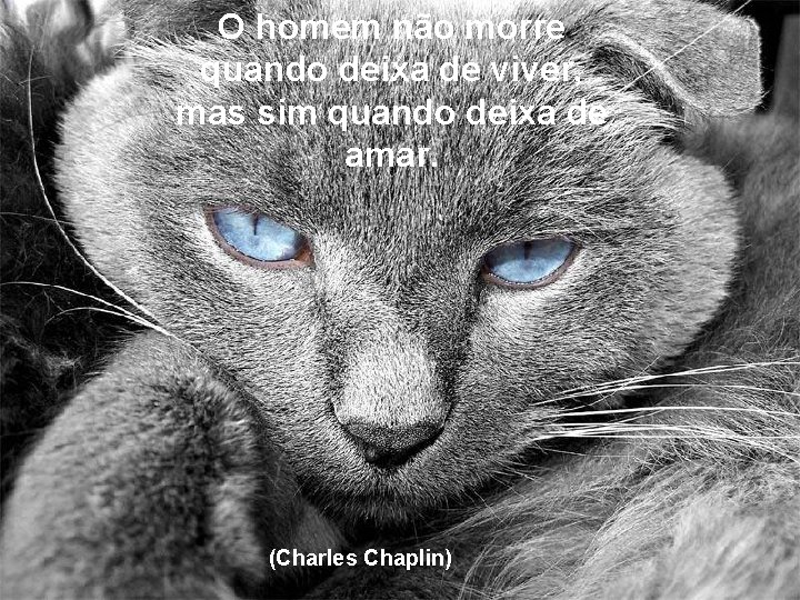 O homem não morre quando deixa de viver, mas sim quando deixa de amar.