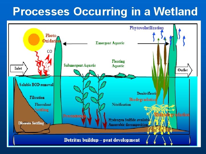 Processes Occurring in a Wetland 
