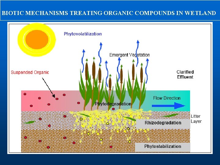 BIOTIC MECHANISMS TREATING ORGANIC COMPOUNDS IN WETLAND 