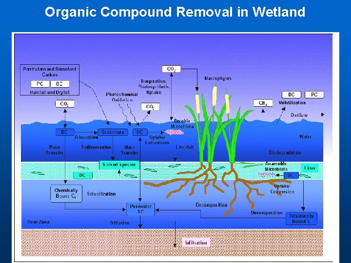 Organic Compound Removal in Wetland 