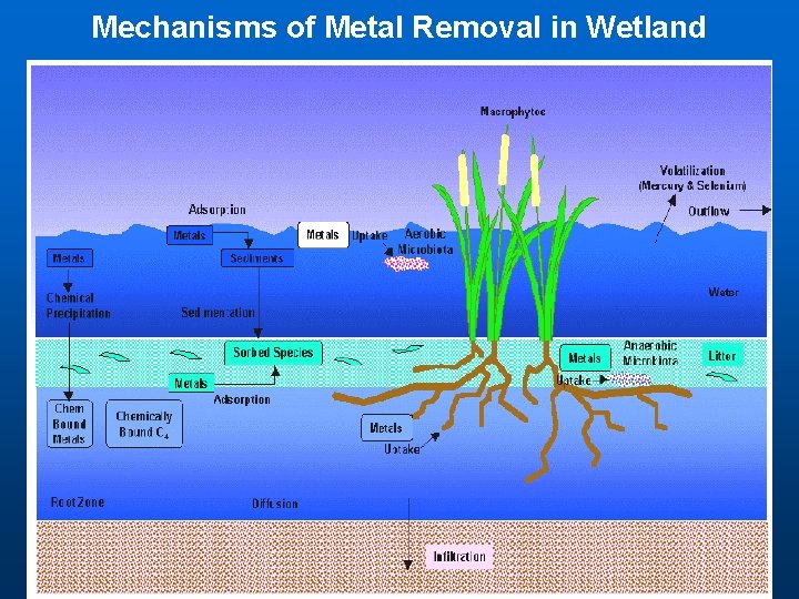 Mechanisms of Metal Removal in Wetland 