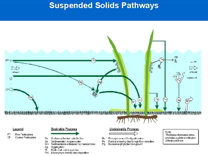 Suspended Solids Pathways 