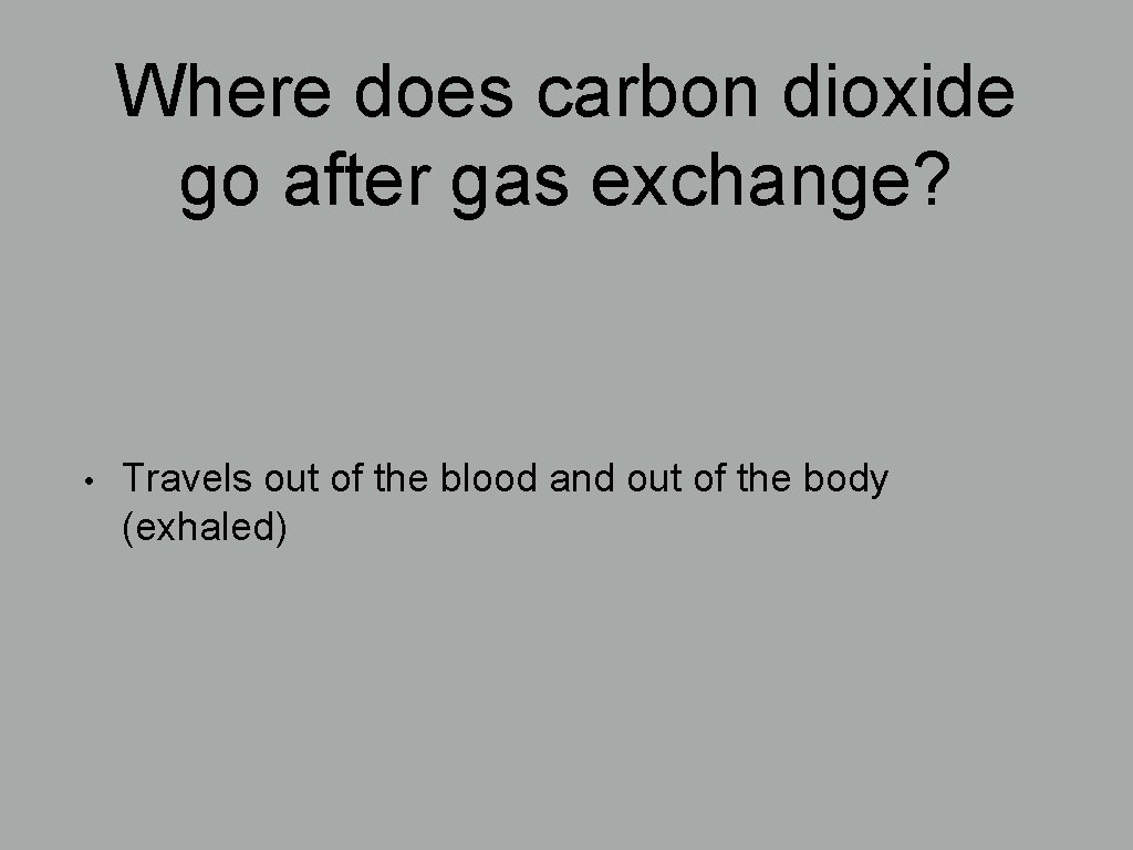 Where does carbon dioxide go after gas exchange? • Travels out of the blood