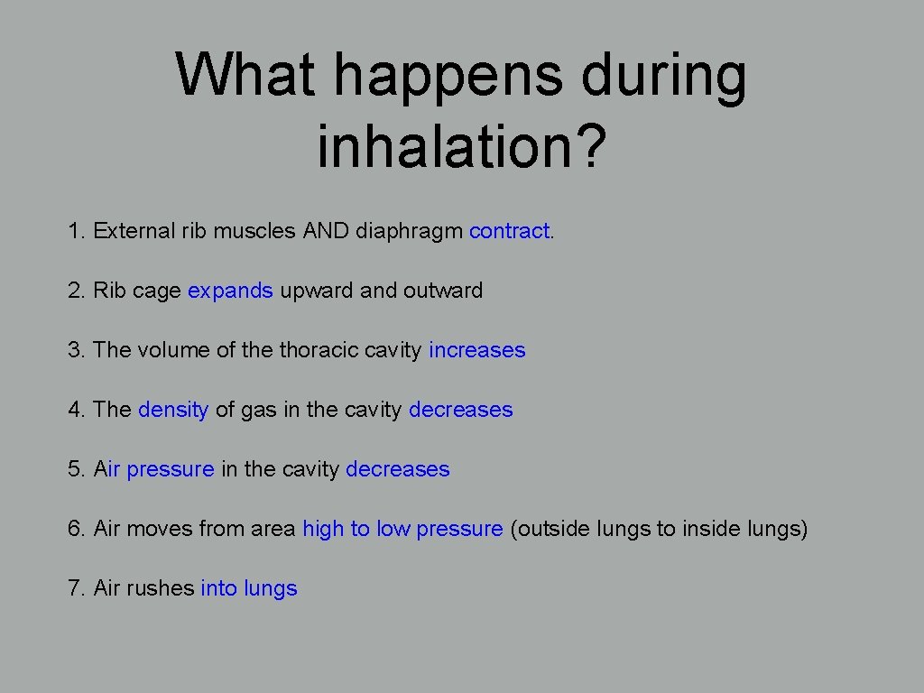 What happens during inhalation? 1. External rib muscles AND diaphragm contract. 2. Rib cage