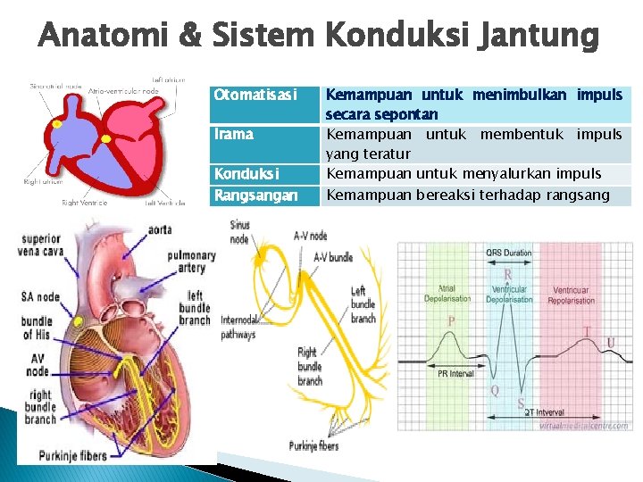 Anatomi & Sistem Konduksi Jantung Otomatisasi Irama Konduksi Rangsangan Kemampuan untuk menimbulkan impuls secara