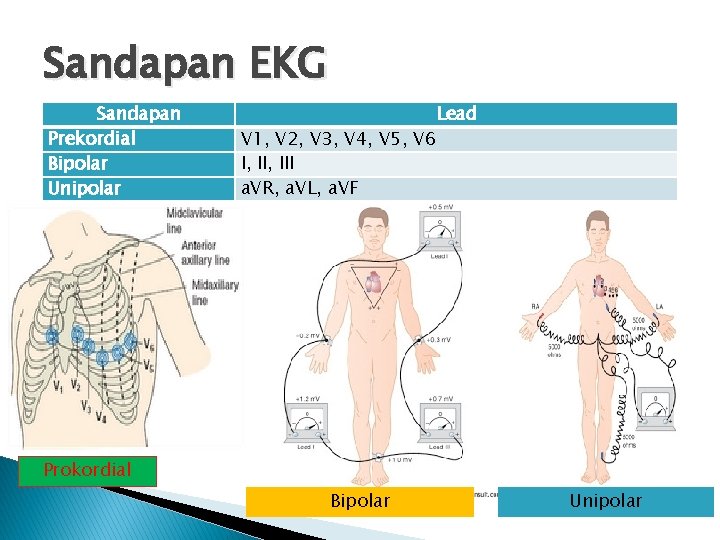Sandapan EKG Sandapan Prekordial Bipolar Unipolar Lead V 1, V 2, V 3, V