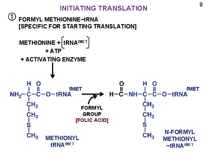 9 INITIATING TRANSLATION FORMYL METHIONINE~t. RNA [SPECIFIC FOR STARTING TRANSLATION] METHIONINE + t. RNAf.