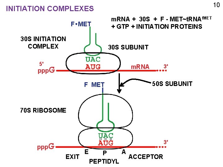 10 INITIATION COMPLEXES F MET 30 S INITIATION COMPLEX 5' ppp m. RNA +