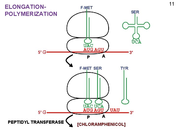 ELONGATIONPOLYMERIZATION 5' G 11 F-MET SER P A F-MET SER 5' G PEPTIDYL TRANSFERASE