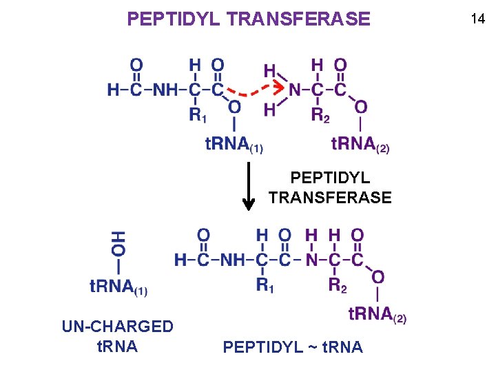 PEPTIDYL TRANSFERASE UN-CHARGED t. RNA PEPTIDYL ~ t. RNA 14 