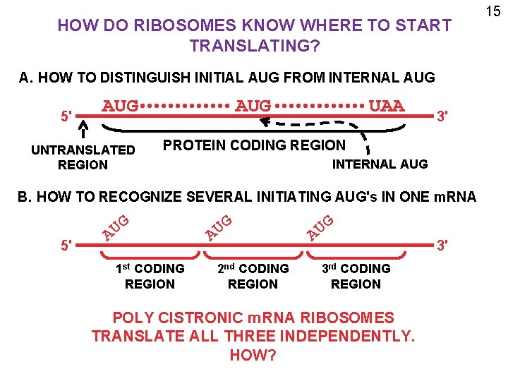HOW DO RIBOSOMES KNOW WHERE TO START TRANSLATING? A. HOW TO DISTINGUISH INITIAL AUG