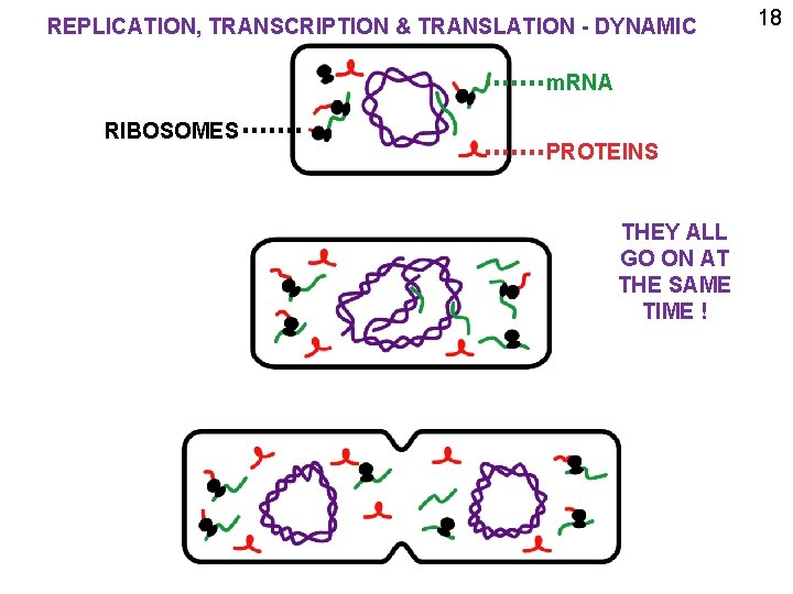 REPLICATION, TRANSCRIPTION & TRANSLATION - DYNAMIC m. RNA RIBOSOMES PROTEINS THEY ALL GO ON