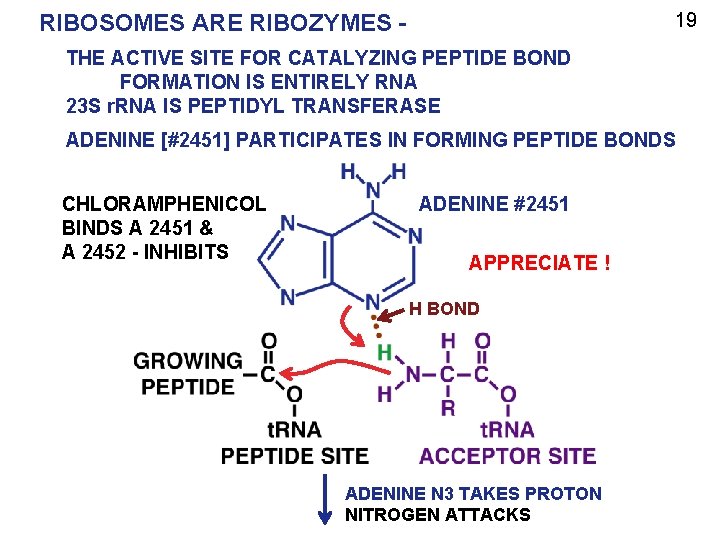 19 RIBOSOMES ARE RIBOZYMES THE ACTIVE SITE FOR CATALYZING PEPTIDE BOND FORMATION IS ENTIRELY