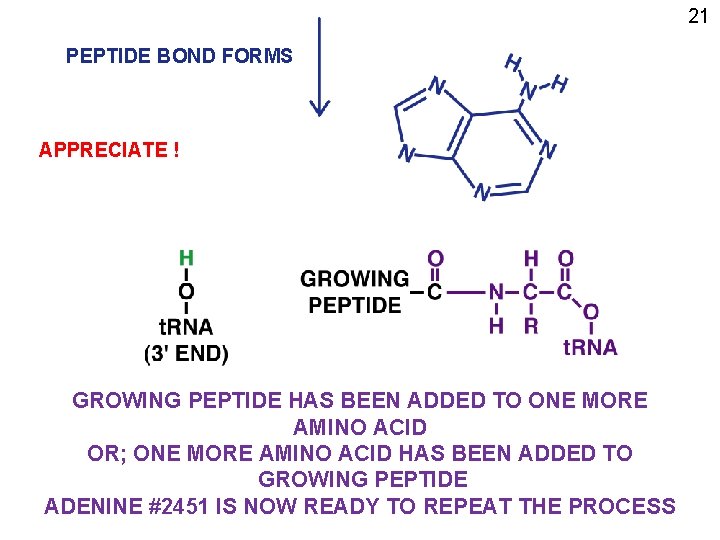 21 PEPTIDE BOND FORMS APPRECIATE ! GROWING PEPTIDE HAS BEEN ADDED TO ONE MORE